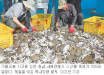 [대전/충남]제철 맞은 꽃게 맛 보러 가볼까