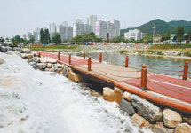 [대전/충남]대전천에 4계절 맑은물이 흐른다