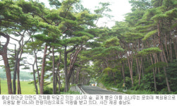 [대전/충남]충남도 “아름다운 소나무 숲으로 오세요”