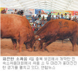 [충북]주말, 떠나요/보은 7일까지 한우축제