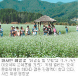 [강원]주말, 떠나요/평창 6일부터 효석문화제