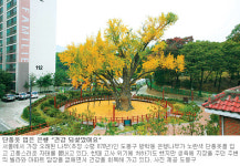 [수도권]방학동 은행나무 부활 ‘천년의 전설’ 꿈꾼다