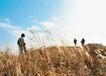 [웰빙 트레킹]억새군무 하늘에 詩를 쓰고… 포천 명성산