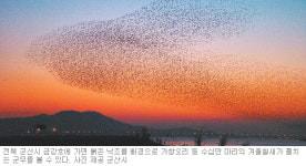 [전북]‘60만마리 철새들의 군무’ 초대합니다