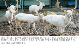 [제주]“전설의 한라산 흰사슴 구경하세요”