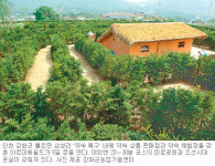 [인천/경기]강화 ‘약쑥 메카의 꿈’ 쑥쑥