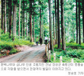 [광주/전남]장성 축령산 도시민 ‘명품’ 휴식처로 각광