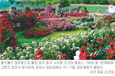 [광주/전남]장미꽃 물든 캠퍼스 손잡고 함께 걸어요