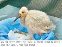 [휴지통/단독]‘따오기 부부’ 또 알 낳아… 3차례 산란 이례적