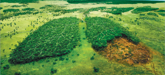 ‘지구의 허파’ 아마존 밀림 85% 사라질수도