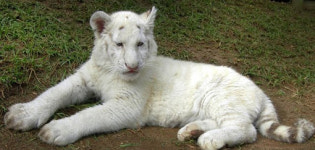 남아공 최초 줄무늬 없는 백호탄생