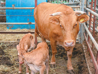 [휴지통]‘복덩이 한우’ 쌍둥이만 7번 연속 출산