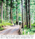 [광주/전남]편백나무 숲 거닐며 지친몸에 활력 충전