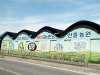 신선한 무공해 느타리버섯 재배농장 산들농원