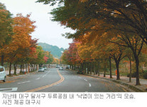 [대구/경북]대구 가로수길 23곳 ‘낙엽이 있는 거리’로