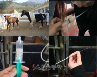 장수경마목장 ‘승용마 인공수정’ 연구의 메카로…
