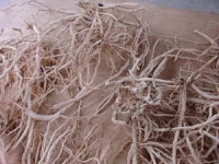 자연의 숨은 보약을 고객에게 드리는 봉삼전문  봉삼향기