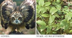 대암산 용늪에 수리부엉이 산다