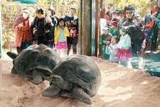 [대전/충남]대전동물원 희귀 거북이 시민 공모통해 이름 결정