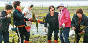 [어촌을 걷다]<상>전남강진 하저, 백사, 서중마을∼마량∼신지 임촌마을∼완도
