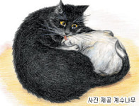 [생각이 쑥쑥!…열려라, 책세상!]고양이가 왜?