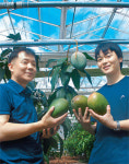 [한국의 새 명품 먹을거리]<2>제주 왕망고