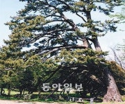 [제주]제주 산천단 ‘곰솔’ 수술 받는다