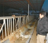 [구제역 사상최악 확산]파주 구제역 축산농가 유영범-정부임 씨 부부, 소 도살처분에 망연자실