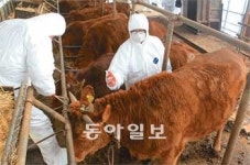 [광주/전남]전남북 ‘AI 잠잠’