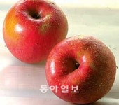 [윤덕노의 음식이야기]<9>사과