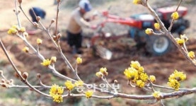 [광주/전남]꽃망울 터뜨린 ‘봄의 전령사’