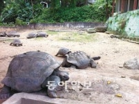 [대전/충남]대전오월드 알다브라거북 한밭수목원 새집으로 이사
