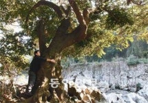 [제주]제주 대표 희귀종 ‘담팔수나무’ 또 찾았다