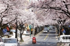 [제주]‘왕벚꽃의 섬 제주’ 7대 명소 아세요?