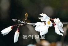 [충북]‘봄의 전령’ 미선나무 주제 괴산에 테마파크 만든다