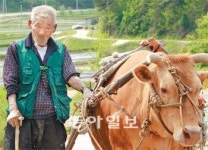 [김화성 전문기자의 &joy]‘워낭소리’ 할배는 그날도 누렁이와 밭으로