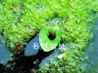 [수도권]마포 상암공원에 두꺼비 돌아왔다