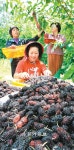 [광주/전남]오디의 계절