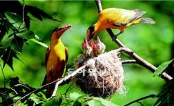 꾀꼬리 부부의 새끼사랑