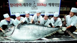제주서 잡은 2500만원짜리 참다랑어
