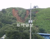 고사리밭이 산사태 숨은 주범?… 광양市 “300곳중 절반이 비탈 경작지”