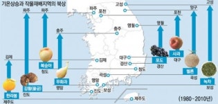 [强·小·農]대구사과? 이젠 최북단까지… 강한 농업, 기후적응에 달렸다