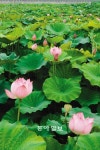 [대구/경북]육상대회 때맞춰… 연꽃도 활짝