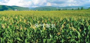 광동제약, 中투먼 ‘옥수수 수염차’ 농장 가보니…