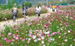 [대구/경북]코스모스길 달리는 자전거