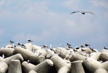 [부산/경남]쉬어가는 부산갈매기