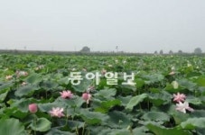 [대구/경북]대구 대림동에 蓮명품화연구소 설립