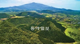 [관광천국 제주]원시의 숲 거문오름 걷다, 自由를 만나다