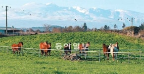 [관광천국 제주]푸른 바다, 녹색 세상, 갈색 신비… 삼다도의 삼색 유혹