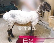 [지구촌 이모저모]양 한마리가 25억원